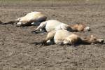 Durch die Wrme erschpfte Przewalski-Pferd (Equus ferus przewalskii) im Tierpark Berlin.