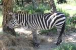 Bhmzebras (Equus quagga boehmi) am 16.6.2010 bei Montemor-o-Velho (Europaradise Parque Zoolgico).