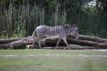 Grevy-Zebra (Equus grevyi) am 27.6.2010 im Leipziger Zoo.