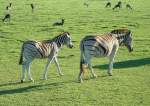 An einigen Stellen der Kapgegend sind die Grevy-Zebras zuhause und kuemmern sich nicht um anderes Getier.