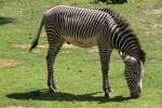 Grevyzebra (Equus grevyi) am 27.6.2010 im Leipziger Zoo.