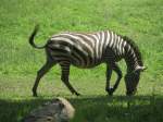 Zebra im Zoo von Oppeln (Opole) am 31.05.2013