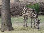 Zebra im Brünner Zoo.