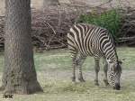 Zebra im Brnner Zoo.