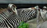 Grevy-Zebra (Equus grevyi) beim Flehmen im Tierpark Berlin.