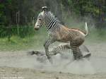 Grevy-Zebrafohlen (Equus grevyi) im Tierpark Berli