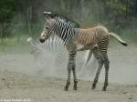 Grevy-Zebrafohlen (Equus grevyi) im Tierpark Berlin