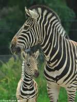 Chapman-Zebra (Equus quagga chapmani).