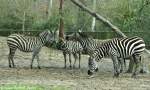 Bhmzebra (Equus quagga boehmi) im Tierpark Cottbus (April 2015).