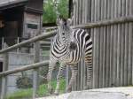 Walter Zoo Gossau/SG - Bewohner ein Junges Grantzebra ..