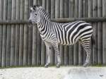 Walter Zoo Gossau/SG - Bewohner ein Grantzebra ..