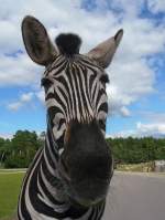 Ein neugieriges Steppenzebra schaut zum Fenster herein im Serengetipark, 9.9.15