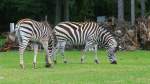 Zwei Steppenzebras grasen im Serengetipark, 9.9.15