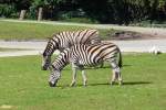 Zwei Steppenzebras grasen im Serengetipark, 9.9.15 