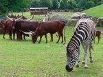 Watussi-Rinder und Zebra im Serengetipark, 9.9.15
