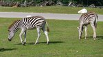 Zebras grasen im Serengetipark, 9.9.15