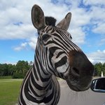 Ein gar nicht scheues Steppenzebra im Serengetipark, 9.9.15 