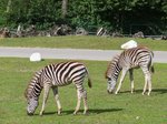 Friedlich grasende Zebras im Serengetipark, 9.9.15 