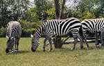 Zebras im Givskud Zoo in Dnemark.