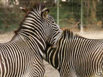 der spielerische Biss eines Zebras
