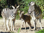 Burchell-Steppenzebras im Zoo Duisburg.