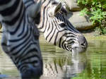 Burchell-Steppenzebras beim Trinken im Zoo Duisburg.