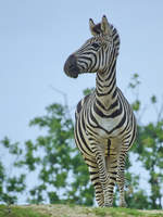 Ein Grantzebra im Zoom Gelsenkirchen.