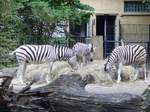 Zebras im Rostocker Zoo am 02.06.2016