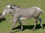 Grevy´s Zebra am 2.7.2006 auf der Savanne im Tierpark Kolmrden.