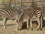 Zwei Chapman-Steppenzebras im Zoo Barcelona.