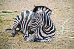 Das Steppenzebra (Equus quagga) oder Pferdezebra ist ein Zebra aus der Familie der Pferde (Equidae) und gehrt zur Ordnung der Unpaarhufer (Perissodactyla).