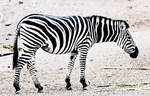 Steppenzebra (Equus quagga) im Oasis Park auf der Insel Fuerteventura in Spanien.