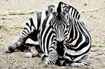 Steppenzebra (Equus quagga) im Oasis Park auf der Insel Fuerteventura in Spanien.