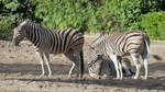 Burchell-Steppenzebras im Zoo Duisburg.