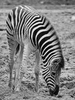 Ein junges Burchell-Steppenzebras im Zoo Duisburg.