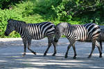 Zwei Bhm-Steppenzebras im Zoo Berlin.