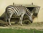 Ein Zebra im Zoo d'Amneville, 26.9.2017