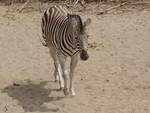 Ein Grevy-Zebra Anfang Juli 2010 im Zoo Schwerin.