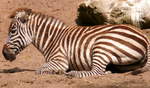 Bhm- oder Grantzebra (Equus quagga boehmi).