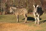 Chapman-Steppenzebras (Equus quagga chapmani) am 7.12.2009 im Zoo Dresden.