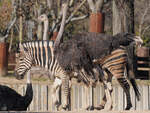 Straue und Zebras auf der Afrikaanlage im Zoo Madrid.
