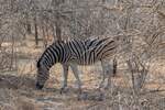 Ein Zebra beim Grasen im Augst 2018 in Krüger Nationalpark