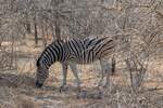 Ein Zebra beim Grasen im Augst 2018 in Krger Nationalpark