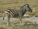 Burchell-Steppenzebra (Equus quagga burchellii) in freier Wildbahn, Etosha-Nationalpark, 29.7.2018