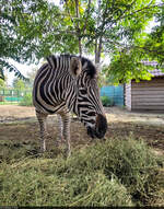 Dem Zebra (Hippotigris) beim Fressen zugeschaut: im Tierpark (Microrezervația) in Constanța (RO).