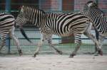 Chapman-Steppenzebra (Equus quagga chapmani) im Trab.