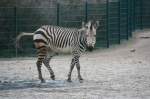 Ein Hartmann-Bergzebra (Equus zebra) verucht sich im Eiskunstlaufen.
