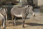 Grevyzebras (Equus grevyi) am 11.3.2010 im Zoo Berlin.