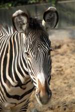 Grevyzebra (Equus grevyi) am 11.3.2010 im Zoo Berlin.