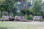 Grevyzebras auf dem Weg zur Wasserstelle.